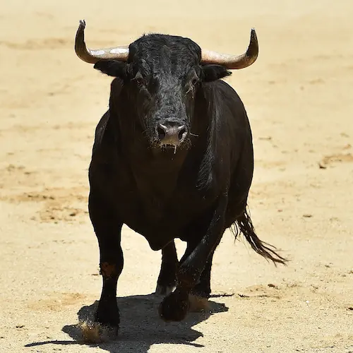 corrida de toros mallorca